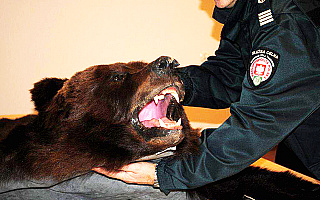 Rosjanin próbował przemycić skórę niedźwiedzia brunatnego